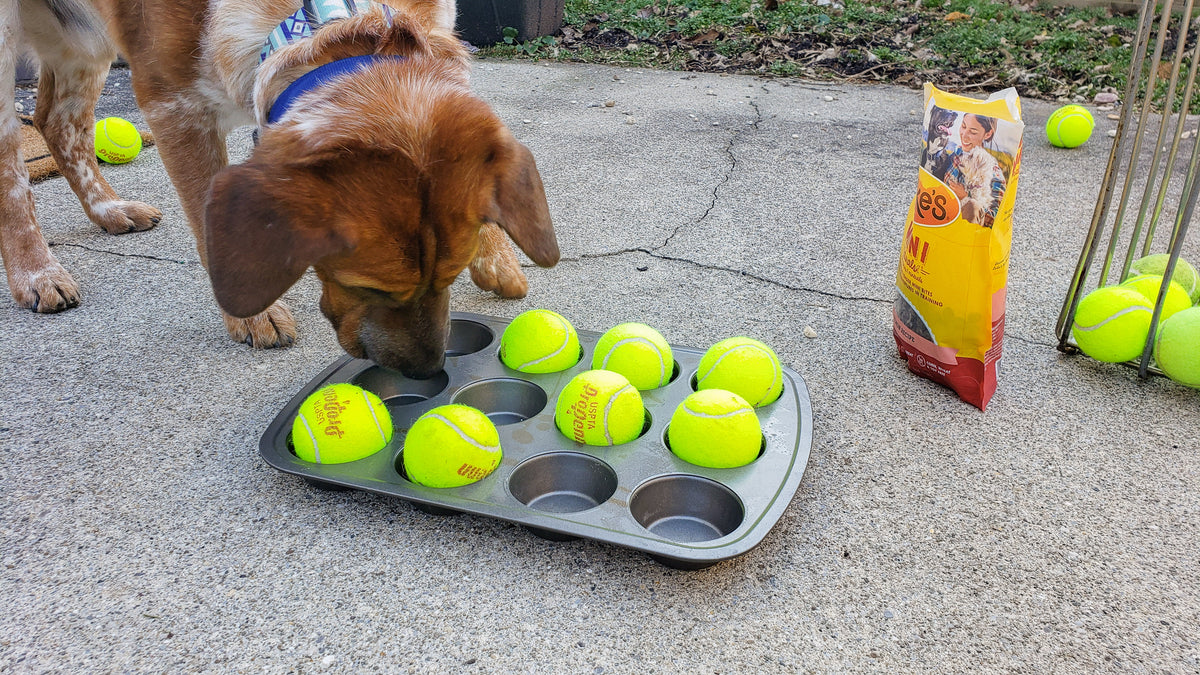 Dog Enrichment Made Easy: The Muffin Tin Game – Cheerful Hound