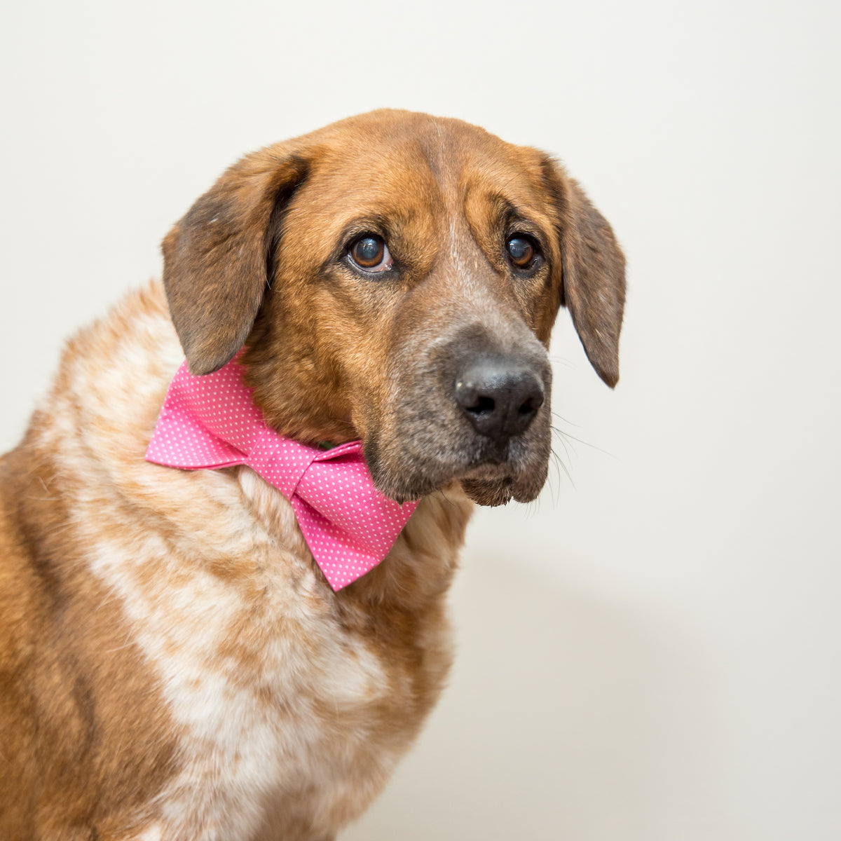 Pink Pin Dot Dog Bow Tie – Cheerful Hound