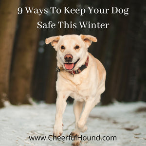Protect Your Dog This Winter - Cold Weather Safety Tips!