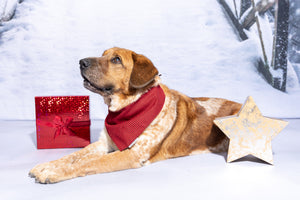 A Dog's Christmas - Canine Christmas Caroling Parodies