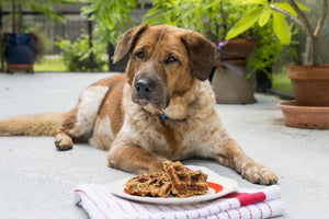 Toby the dog from Cheerful Hound outside with peanut butter banana dog waffles