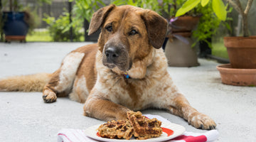 Toby the dog from Cheerful Hound outside with peanut butter banana dog waffles