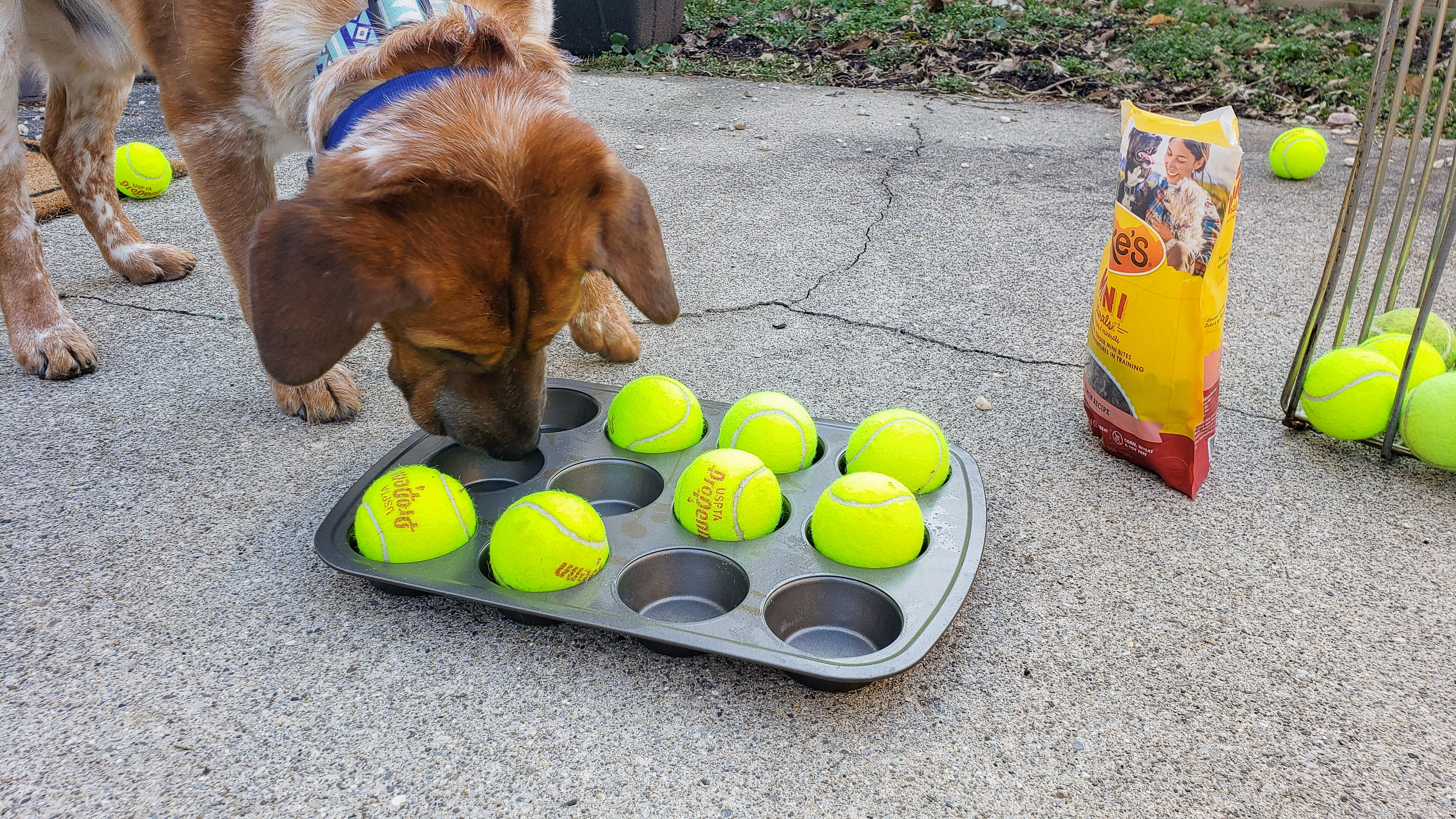 3 Easy Scenting Games For Dogs