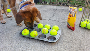 Dog Enrichment Made Easy: The Muffin Tin Game