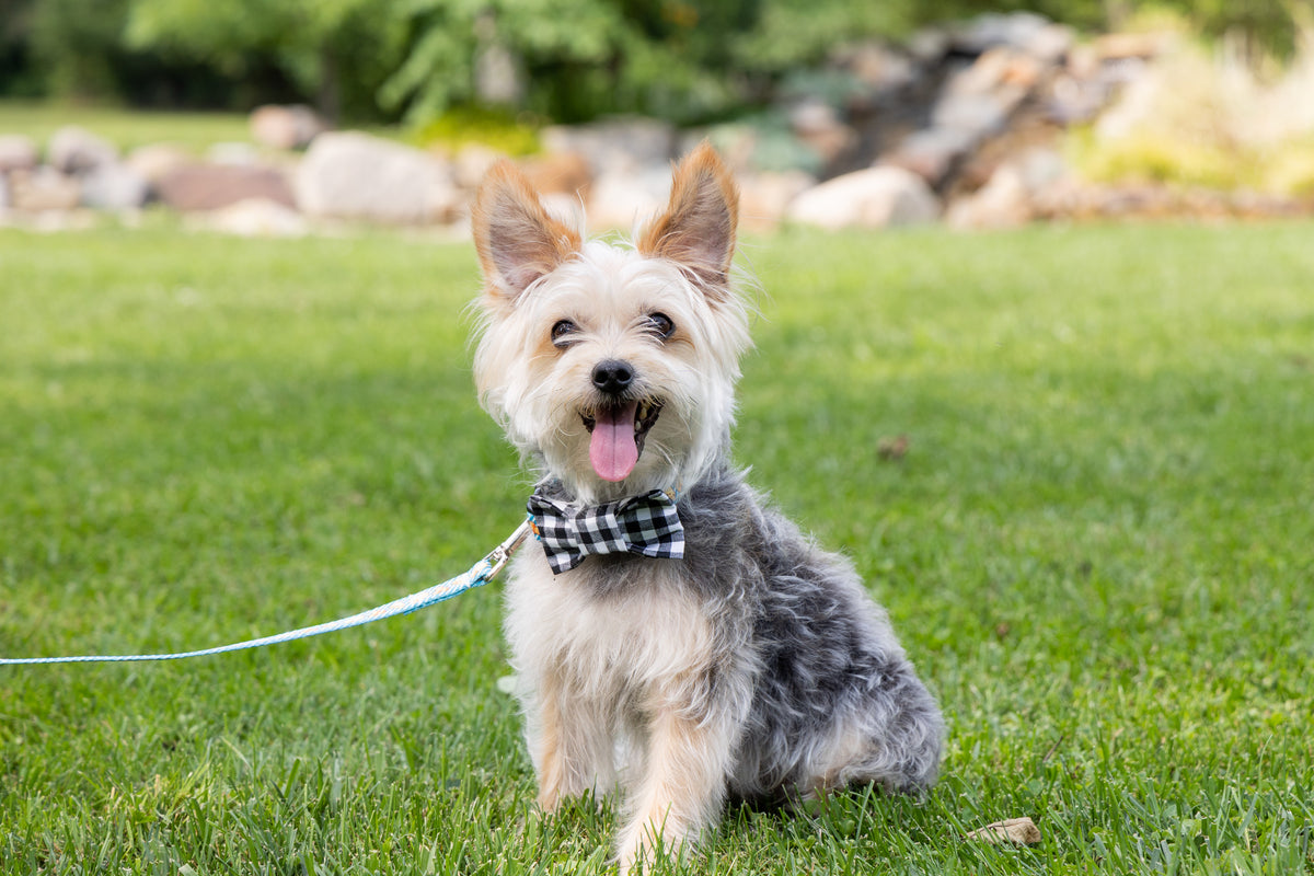 How to Capture Great Fall Photos of Your Dog! – Cheerful Hound