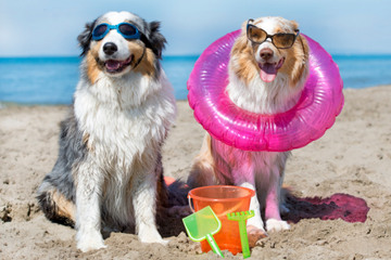 Summertime Safety Tips For Your Dog