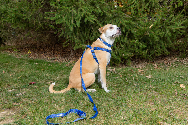 Cheerful Hound Harnesses for Dogs