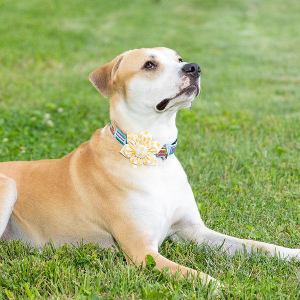 Yellow Gingham Dog Collar Flower
