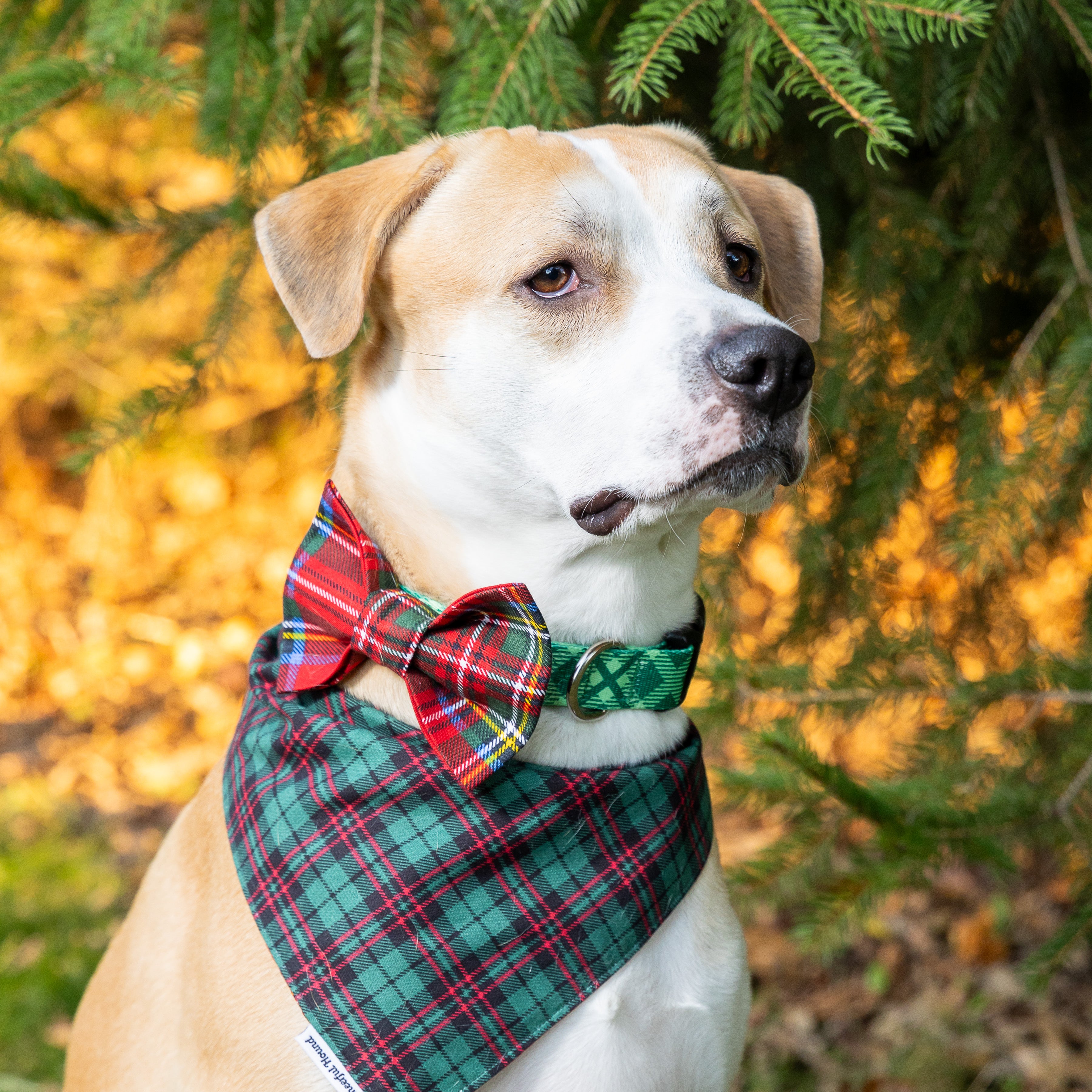 Plaid dog bow clearance tie