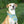 Load image into Gallery viewer, Lemons on Blue and Yellow Gingham Dog Bandana
