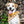 Load image into Gallery viewer, Halloween Check &amp; Pumpkins Dog Bandana
