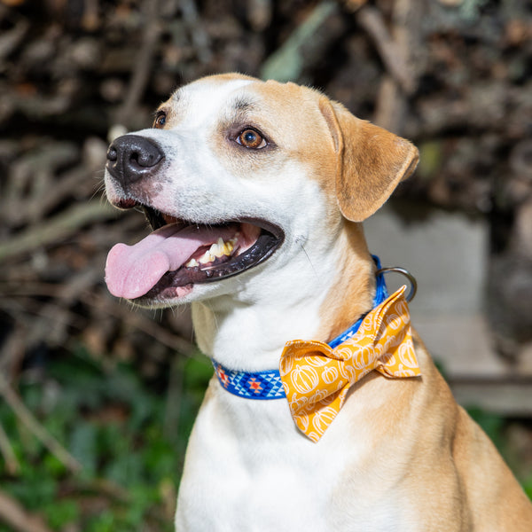 Pumpkins on Gold Dog Bow Tie