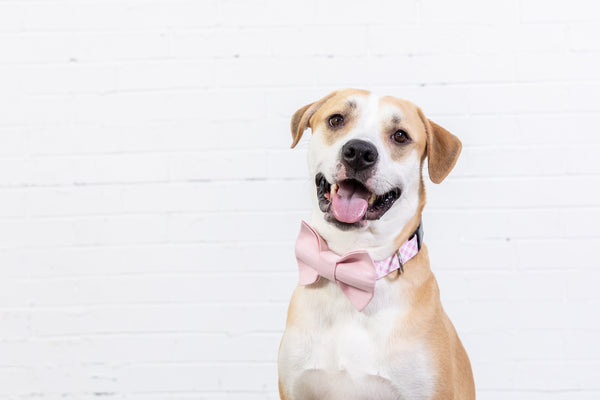  Limeloot Pink Daisy Dog Collar, Spring Summer Dog