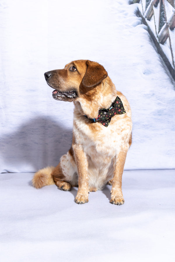 Sparkling Snowflakes Dog Bow Tie