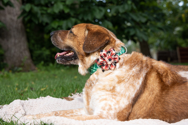 Rustic Plaid Dog Collar Flower