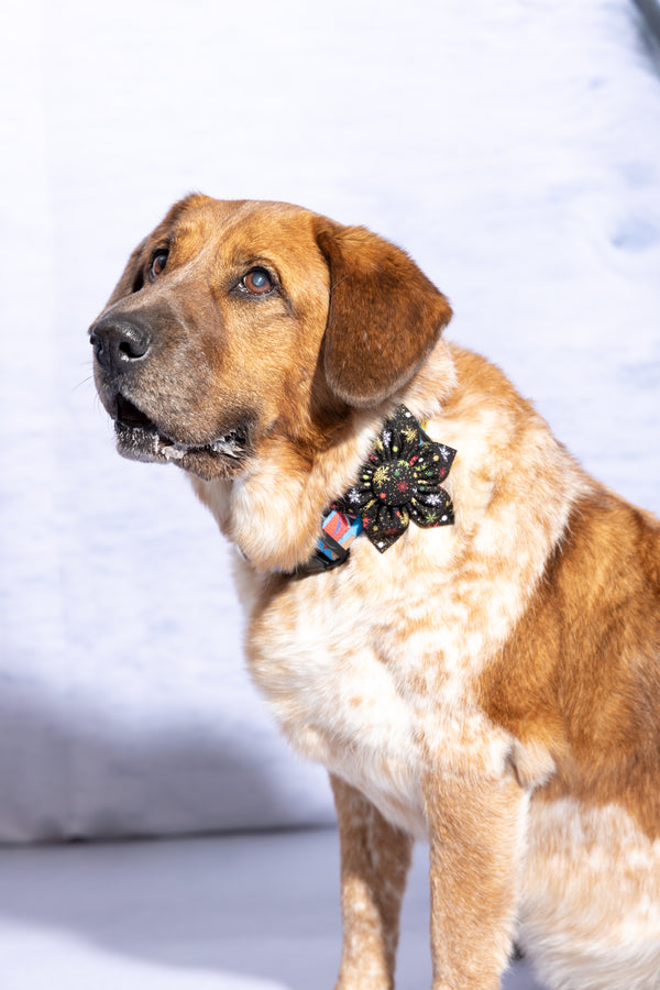 Sparkling Snowflakes Dog Collar Flower