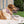 Homestead Plaid Dog Collar Flower