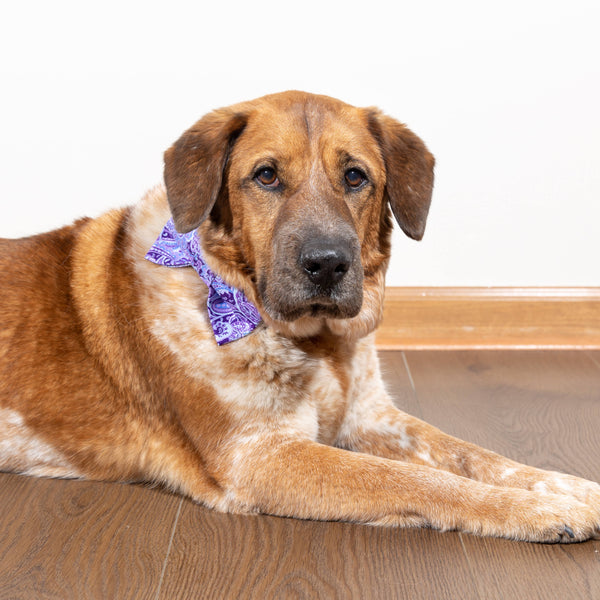 Purple Paisley Dog Bow Tie - Medium Only