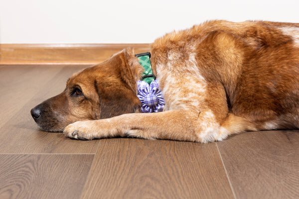 Purple Plaid Dog Collar Flower