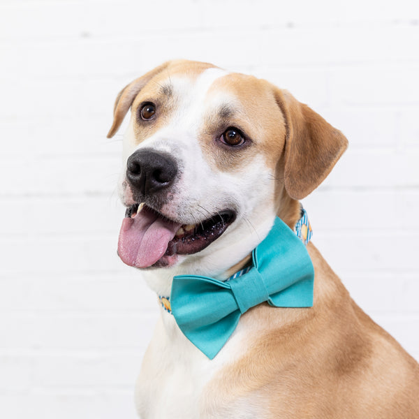 Teal Linen Dog Bow Tie