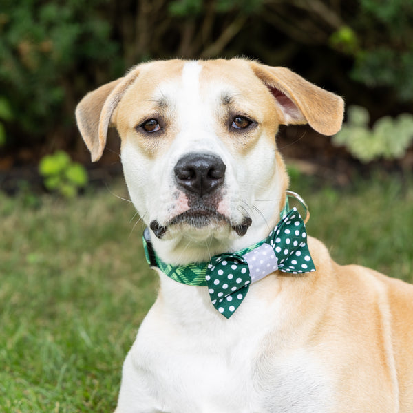 Green and Grey Dot Dog Bow Tie