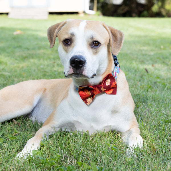 Autumn Leaves Dog Bow Tie