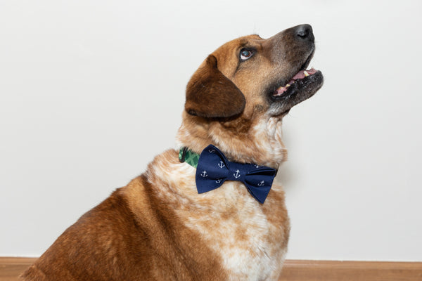 Anchors Dog Bow Tie