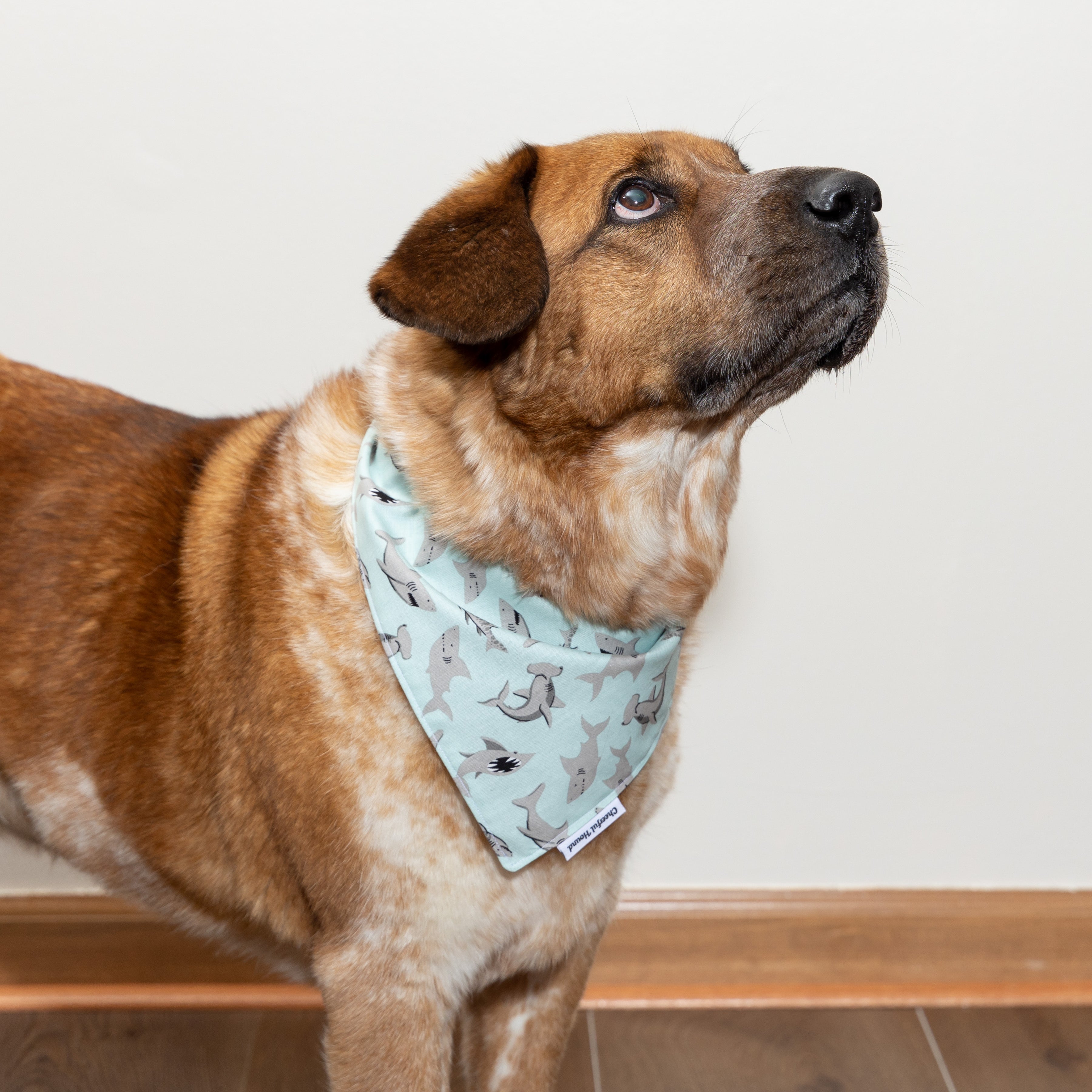 Dog Bandana Nautical - Pattern - Clothes for Pet - Lines & Nines